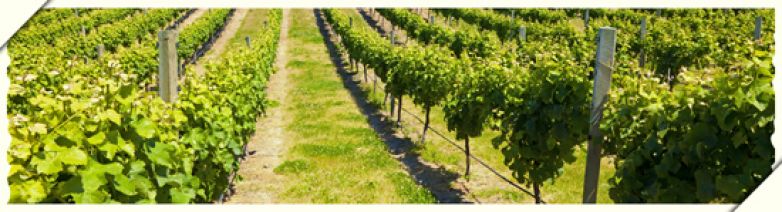 Il Vigneto | Azienda Vitivinicola Tre Terre | Fortunato Maccotta 