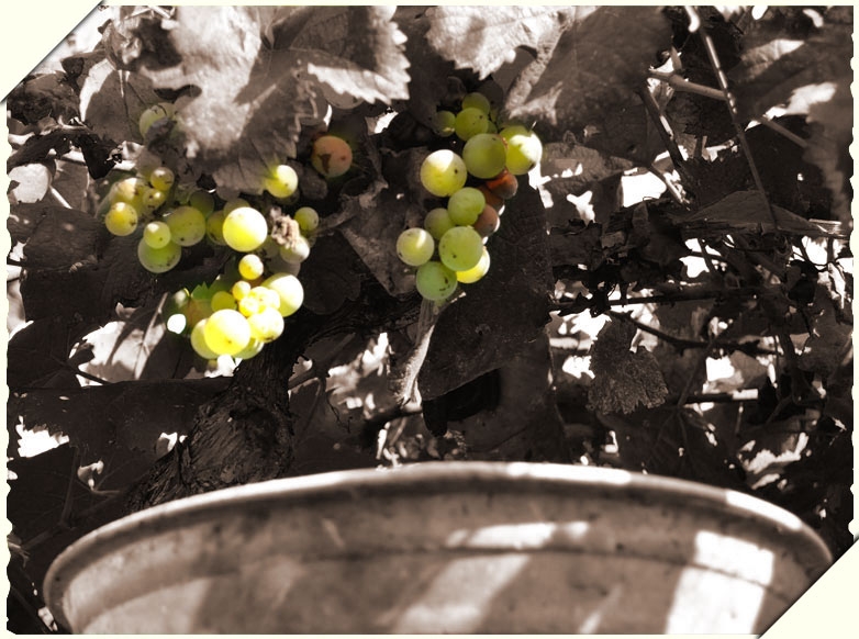 Il Vino secondo noi